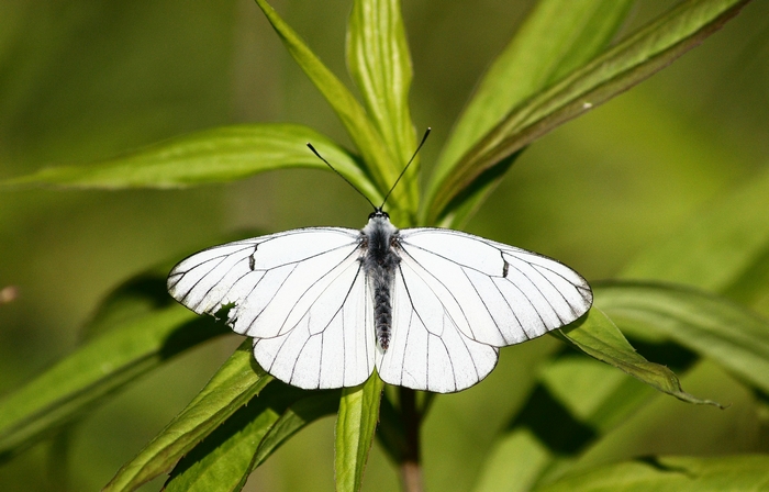 iris e farfalle